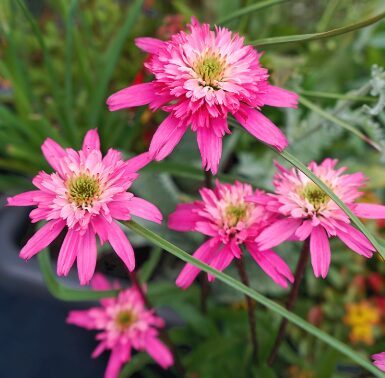 Ehinācija 'Minibelle'  (pieejams no jūnija)